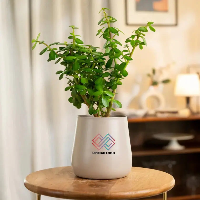 Lucky Jade Plant in a modern ceramic pot with customizable logo, ideal for home or office decor. Easy care indoor plant for air purification.