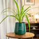 Green potted plant