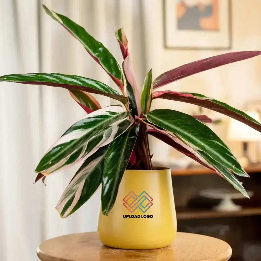 Calathea Triostar Plant in yellow pot with vivid variegated leaves, great for home decor and indoor air quality improvement.
