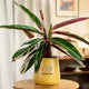 Calathea Triostar Plant in yellow pot with vivid variegated leaves, great for home decor and indoor air quality improvement.