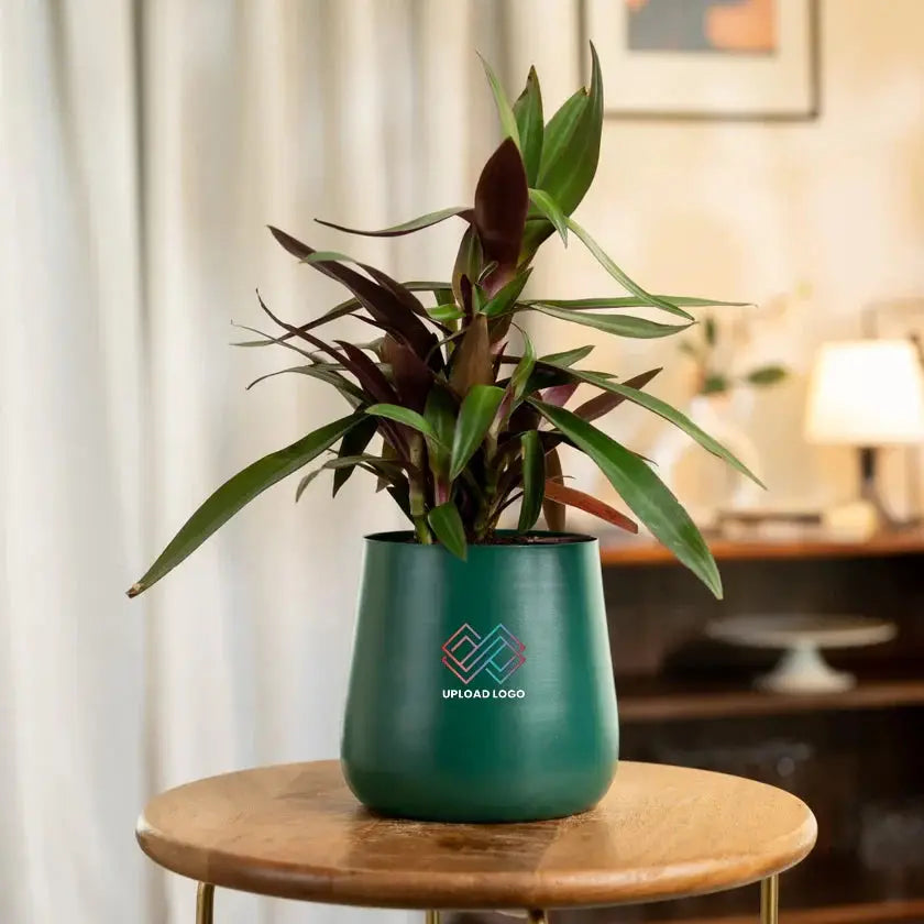 Green potted plant 
