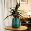 Green potted plant 