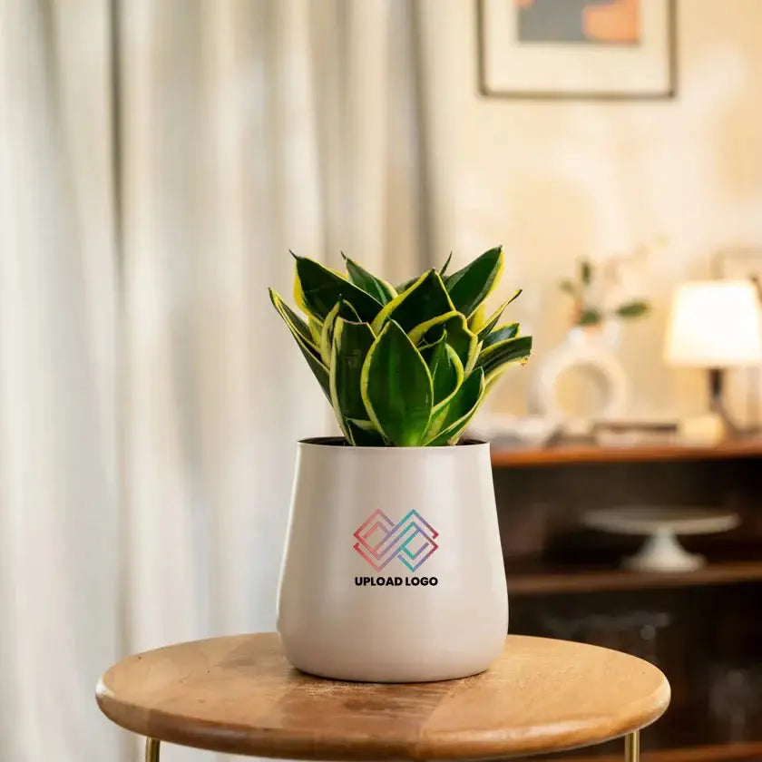 Potted plant 