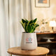 Potted plant 