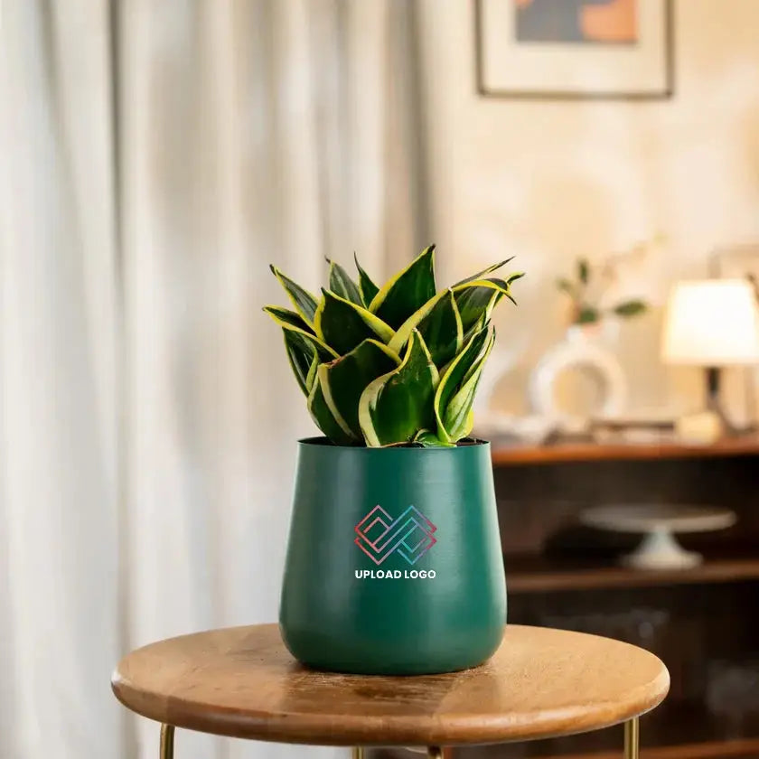 Green pot with a plant 