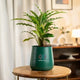 Green potted plant