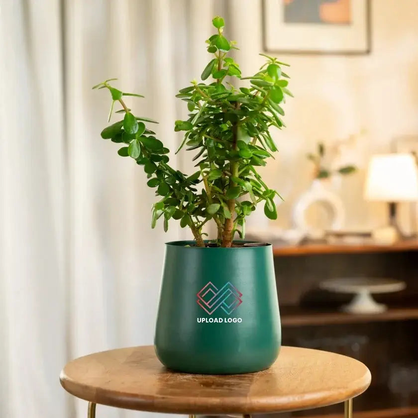 Lucky Jade Plant in a sleek green pot, ideal for home or office decor. Easy care indoor plant that adds elegance and purifies air naturally.