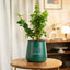 Lucky Jade Plant in a sleek green pot, ideal for home or office decor. Easy care indoor plant that adds elegance and purifies air naturally.