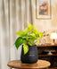 Potted plant on a wooden table with a blurred background