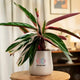 Calathea Triostar Plant in white pot, featuring lush, colorful leaves ideal for stylish indoor plant arrangements.