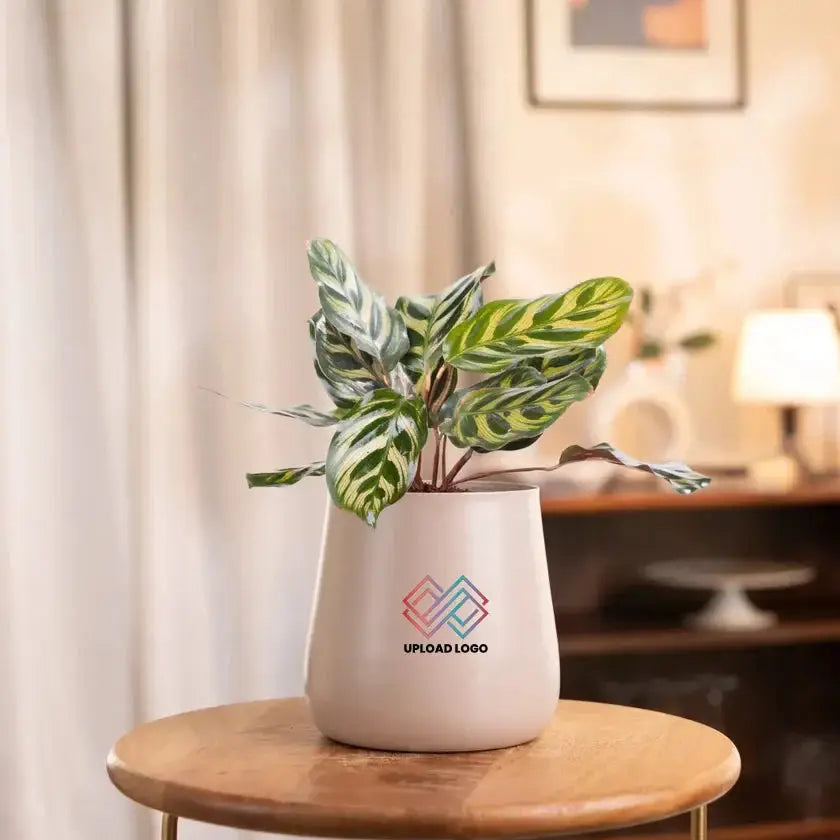Peacock Plant in cream ceramic pot placed on wooden table, ideal for indoor decor and low-light spaces. Thrives in indirect sunlight. Main image