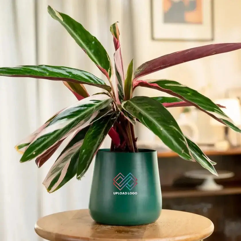 Calathea Triostar Plant in green pot, perfect for adding vibrant greenery to homes or offices with minimal care needs.