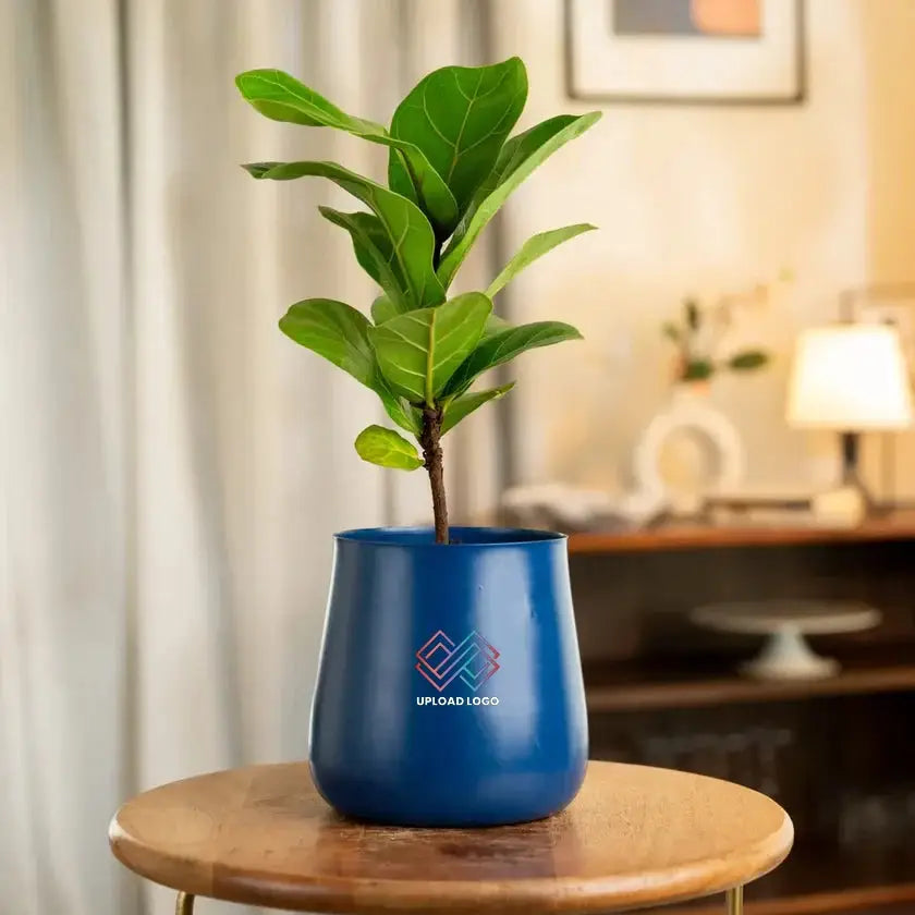Fiddle Fig Plant in blue Aura Planter, perfect for modern indoor spaces and gifting with air-purifying qualities.