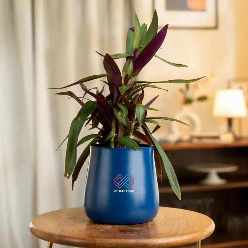 Blue pot with a plant 