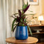 Blue pot with a plant 