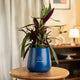 Blue pot with a plant 