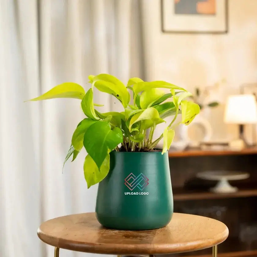 Green potted plant 