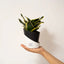 Goldan Hahnii Snake Plant Black
