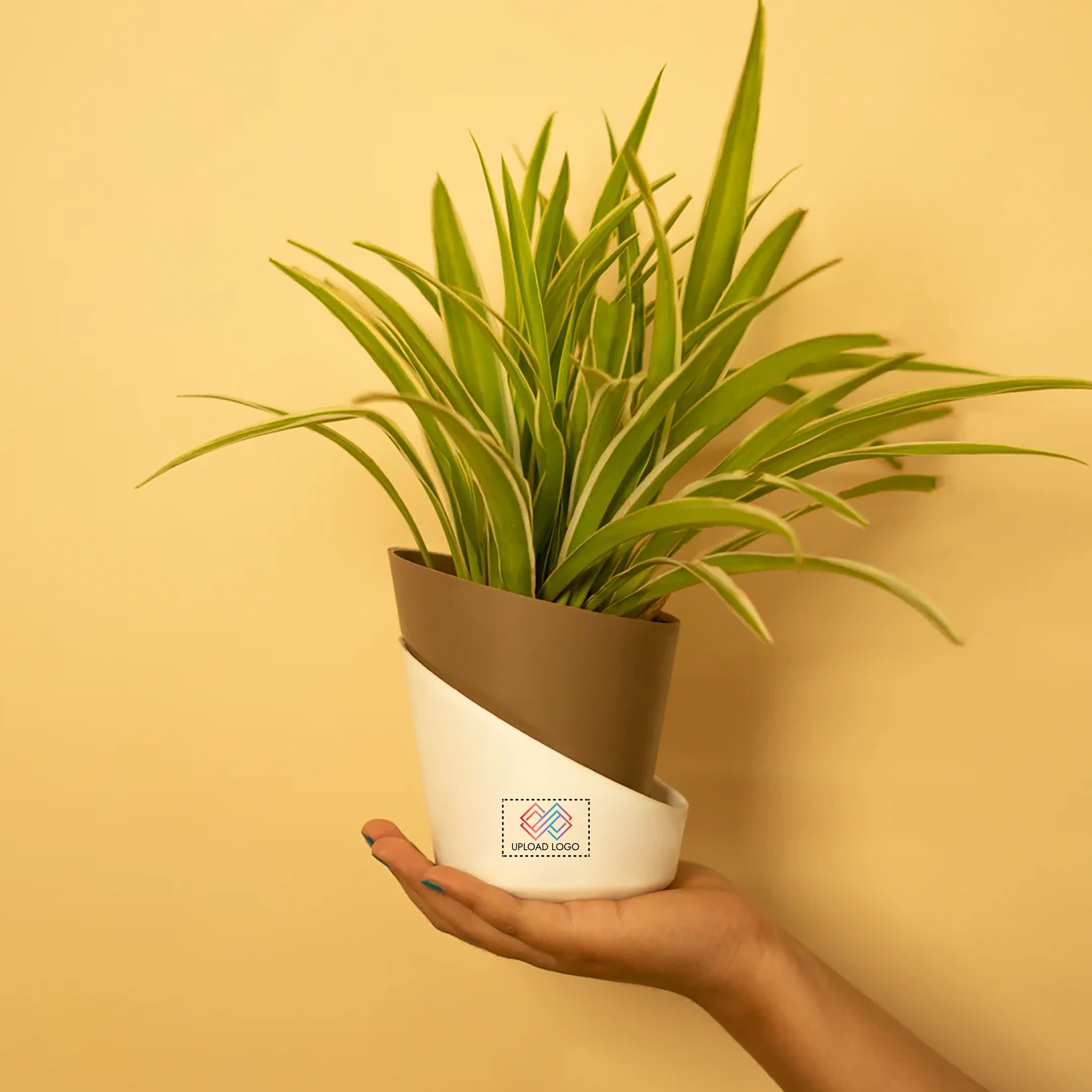 Spider Plant Brown