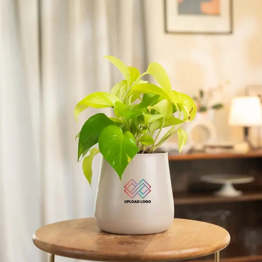 Potted plant