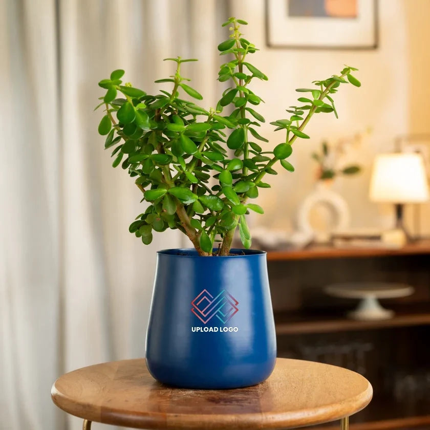 Lucky Jade Plant
