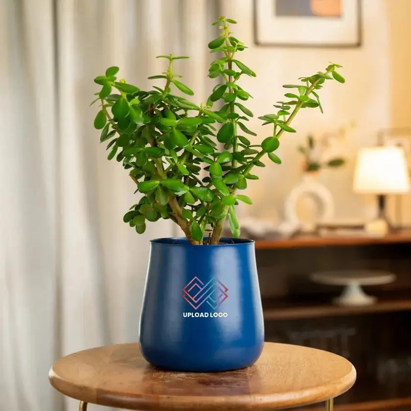 Lucky Jade Plant in a sleek blue pot, ideal for home or office decor. Easy care indoor plant that adds greenery and purifies air.