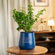 Lucky Jade Plant in a sleek blue pot, ideal for home or office decor. Easy care indoor plant that adds greenery and purifies air.