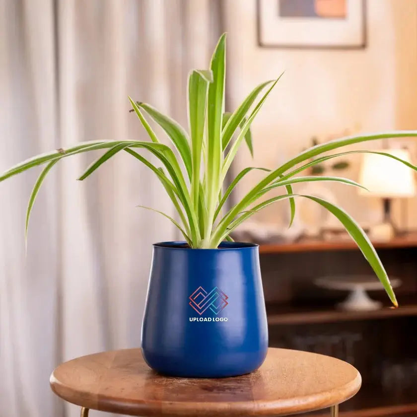 Blue pot with a plant 