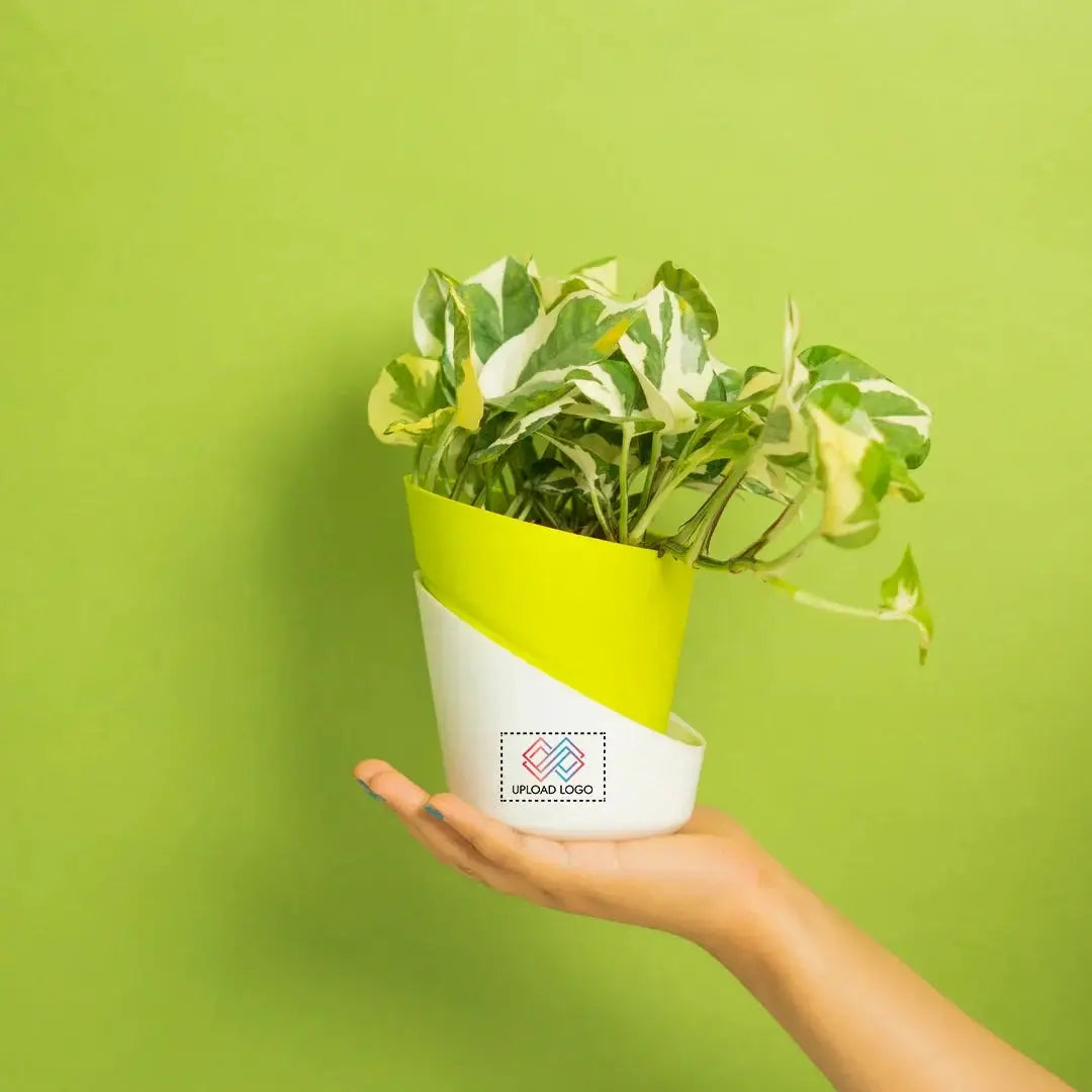 Money N' Joy Plant Green Main image