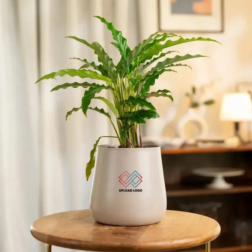 Potted plant