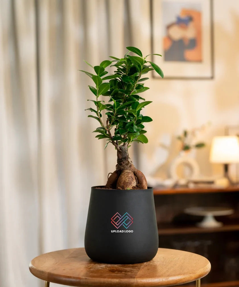 Lucky Bonsai Plant