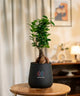 Potted plant