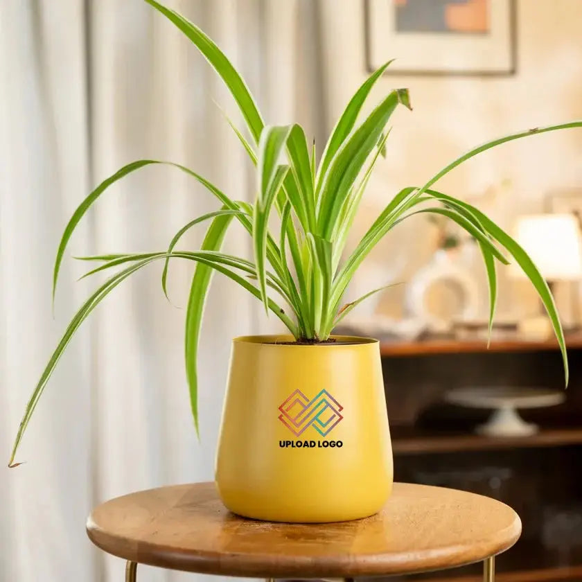 Yellow pot with a plant 
