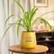 Yellow pot with a plant 