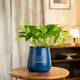 Money Variegated Plant in blue pot placed on wooden stool. Perfect for indoor and outdoor decor with air-purifying benefits.