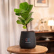 Fiddle Fig Plant in black Aura Planter, a chic addition to home interiors with self-watering and air-purifying features.