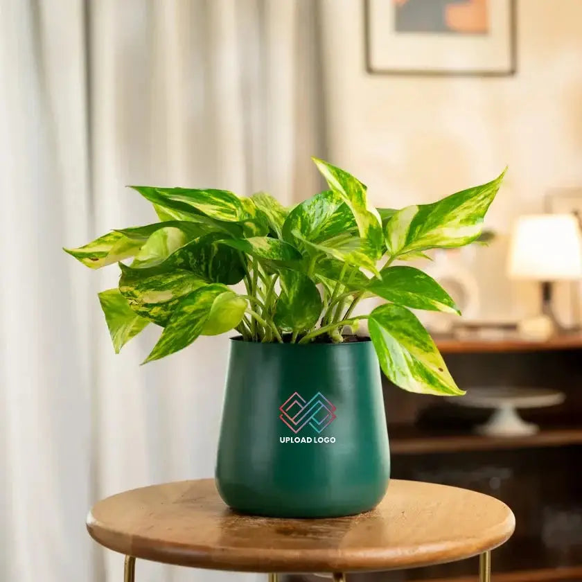 Money Variegated Plant in dark green self-watering pot. Enhances home decor while purifying air and requiring minimal care.