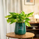 Money Variegated Plant in dark green self-watering pot. Enhances home decor while purifying air and requiring minimal care.