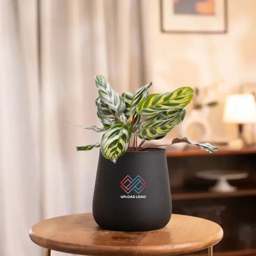 Peacock Plant in matte black pot on wooden stool, ideal for modern home interiors. Grows well in indirect light conditions.