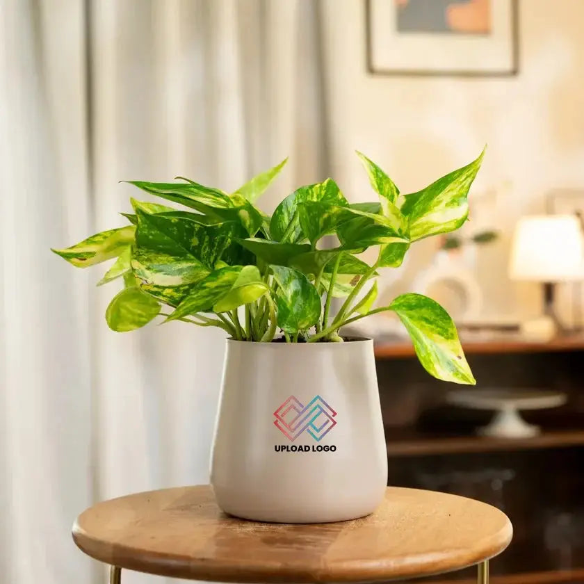 Money Variegated Plant in beige self-watering pot. Ideal for home and office spaces with low-light adaptability.