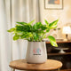Money Variegated Plant in beige self-watering pot. Ideal for home and office spaces with low-light adaptability.