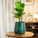 Fiddle Fig Plant in green Aura Planter on wooden table, ideal for stylish home décor and indoor plant lovers.