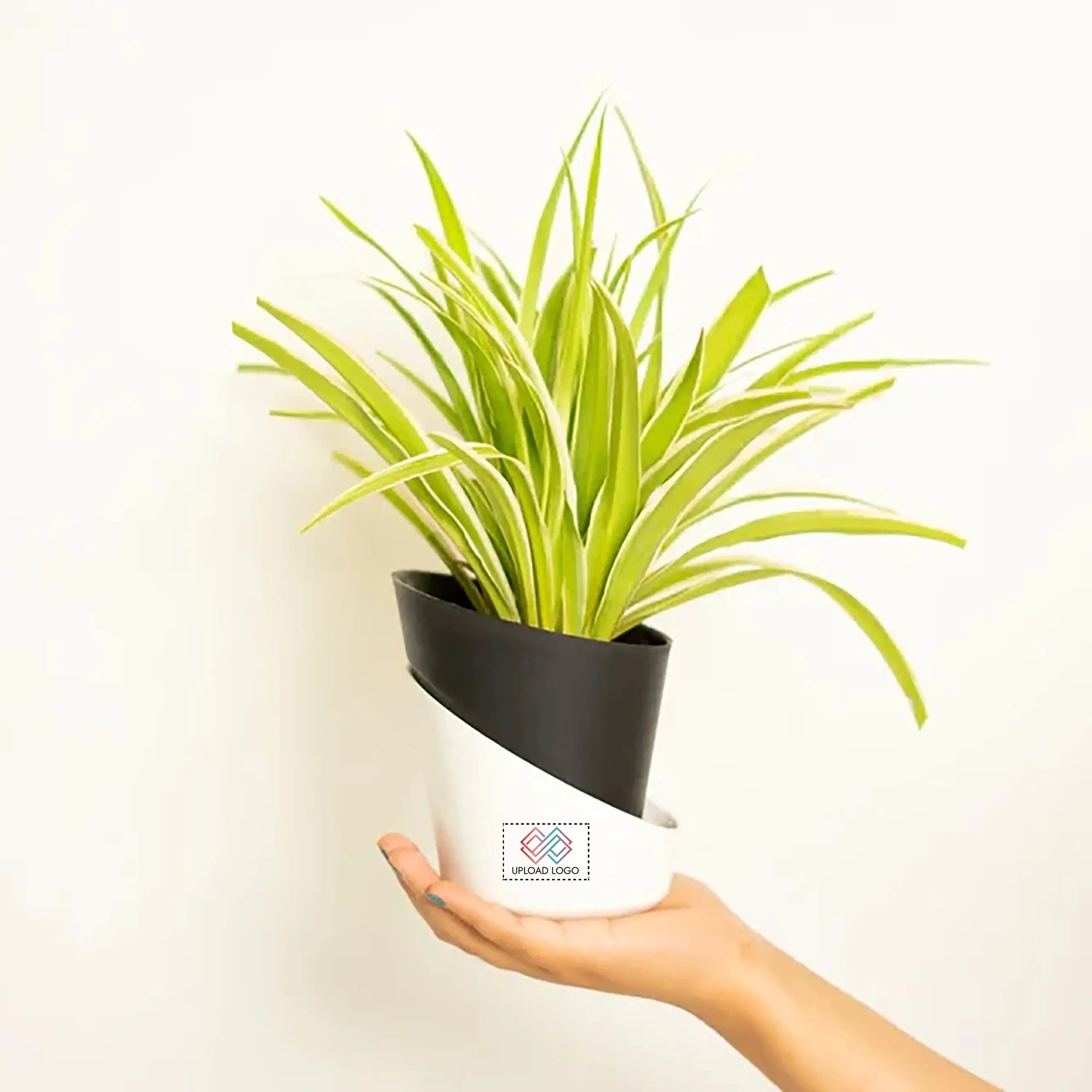 Spider Plant Black Main image