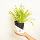 Spider Plant Black