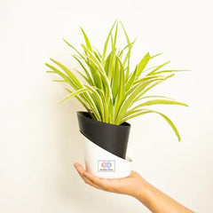 Spider Plant Black