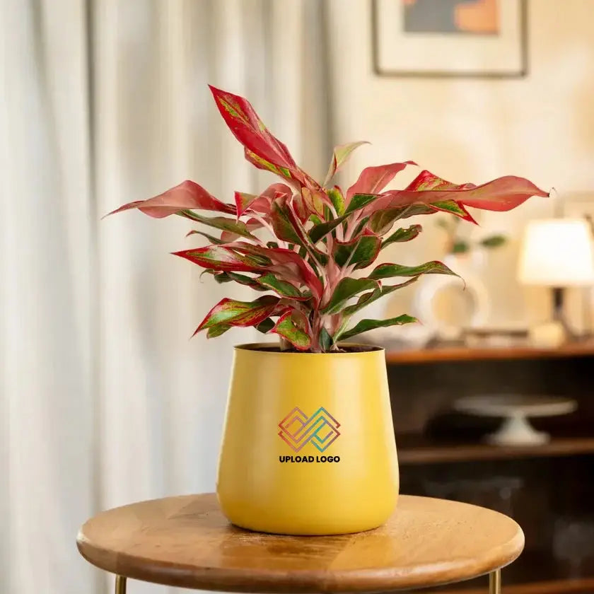 Yellow pot with red and green plant