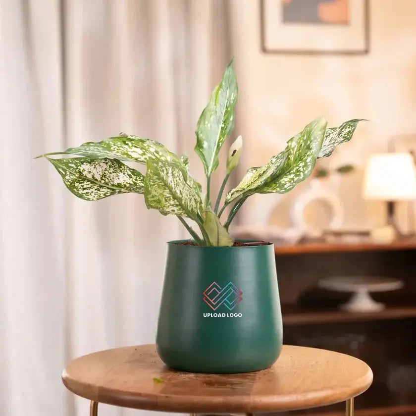 Aglaonema Snow White Plant in green self-watering pot, perfect for home or office décor with minimal maintenance and air-purifying benefits.