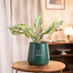 Aglaonema Snow White Plant in green self-watering pot, perfect for home or office décor with minimal maintenance and air-purifying benefits.