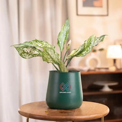 Green potted plant