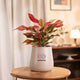 Aglaonema Lipstick Plant in a white pot, ideal for minimalist home decor. A vibrant, low-light indoor plant with self-watering feature.